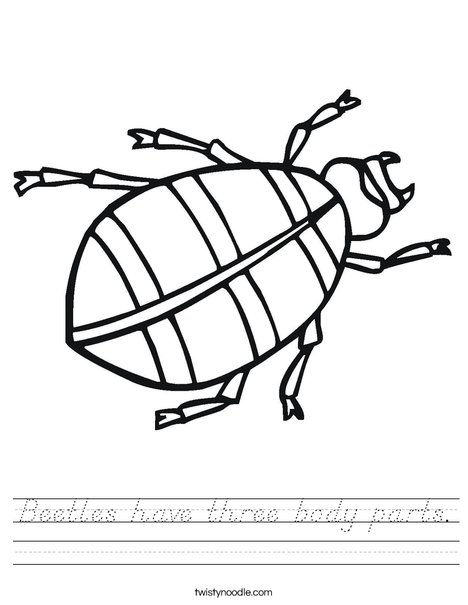 Beetles have three body parts Worksheet - D'Nealian - Twisty Noodle