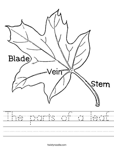 The parts of a leaf Worksheet - Twisty Noodle