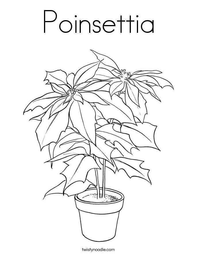 poinsettia coloring page