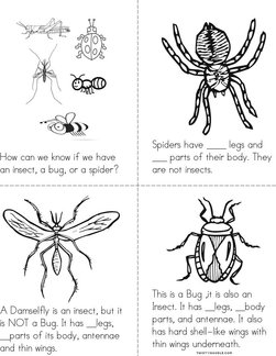 Insects, Bugs, and Spiders Book