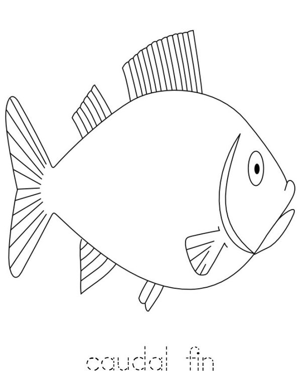 Parts of the Fish Mini Book - Sheet 4