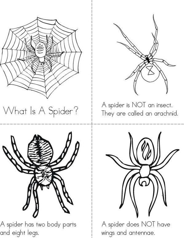 What is a Spider? Mini Book - Sheet 1