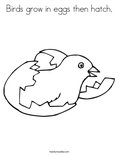 Birds grow in eggs then hatch.Coloring Page