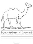 Bactrian Camel Worksheet
