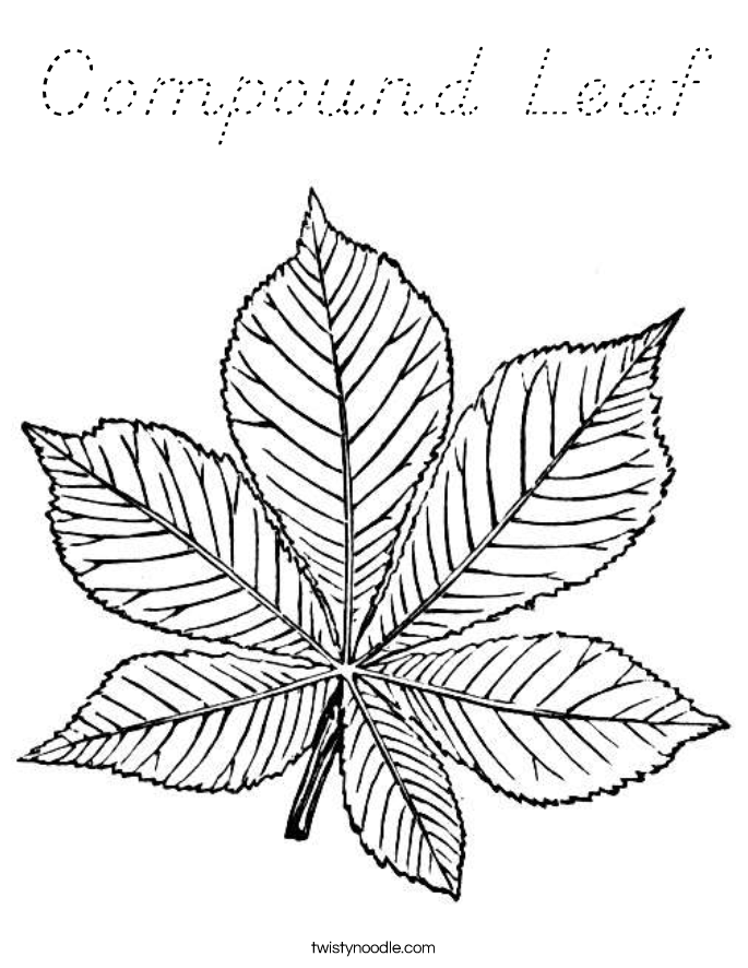 Compound Leaf Coloring Page