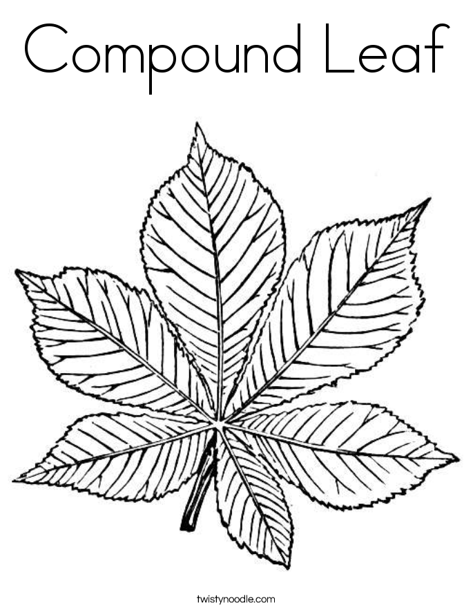 Compound Leaf Coloring Page