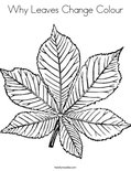 Why Leaves Change Colour Coloring Page