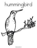 hummingbirdColoring Page