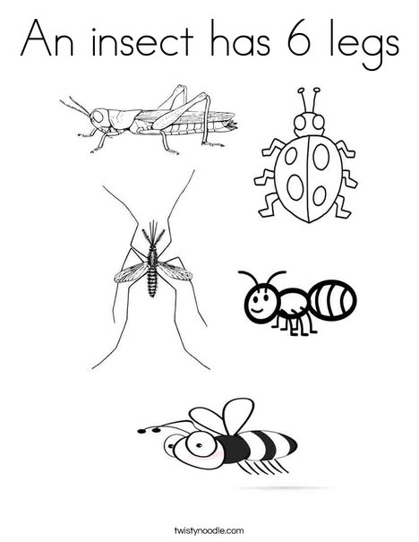 Download An insect has 6 legs Coloring Page - Twisty Noodle