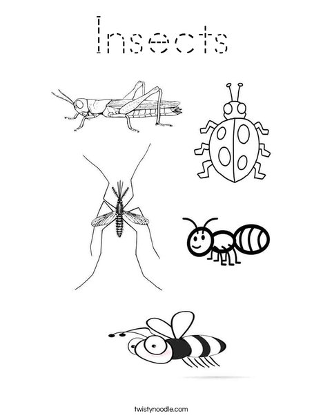 Insects Coloring Page