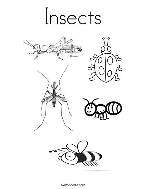 Insects For Kids Coloring Pages Insects For Kids Coloring Pages