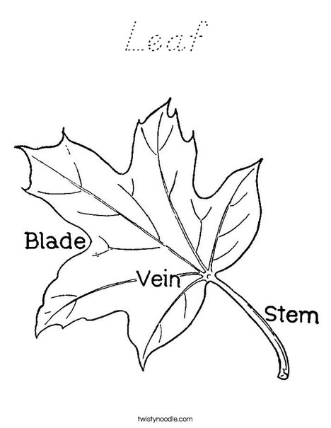 Leaf with Veins Coloring Page