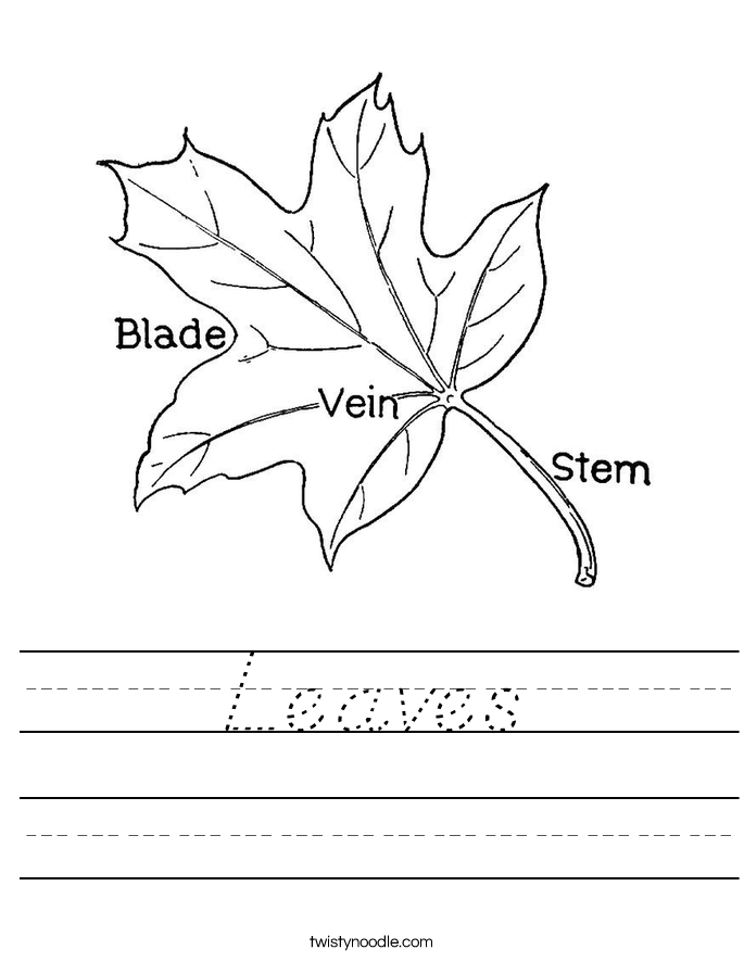 Leaves Worksheet
