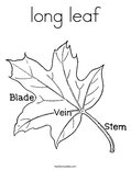 long leaf Coloring Page