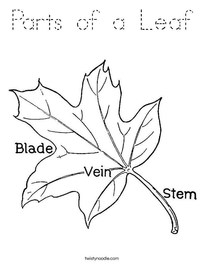 Parts of a Leaf Coloring Page