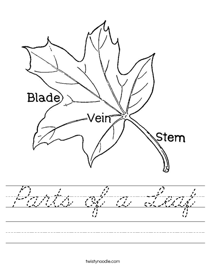Parts of a Leaf Worksheet
