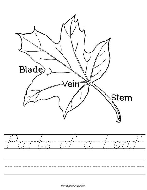 Leaf with Veins Worksheet