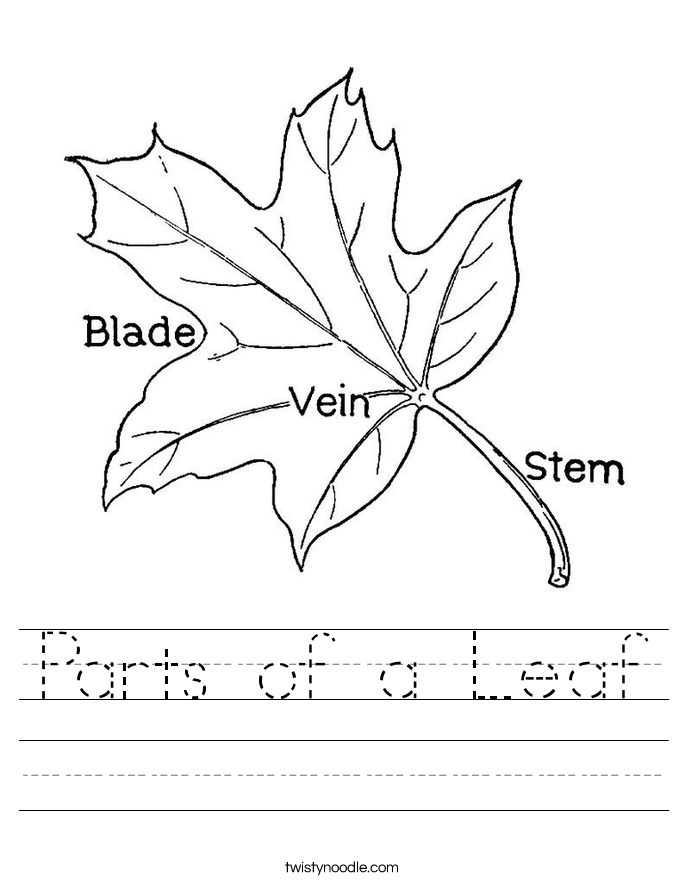 Parts of a Leaf Worksheet - Twisty Noodle