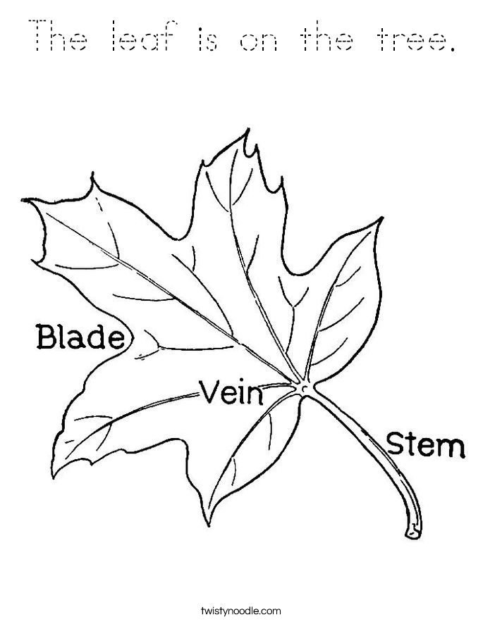 The leaf is on the tree. Coloring Page