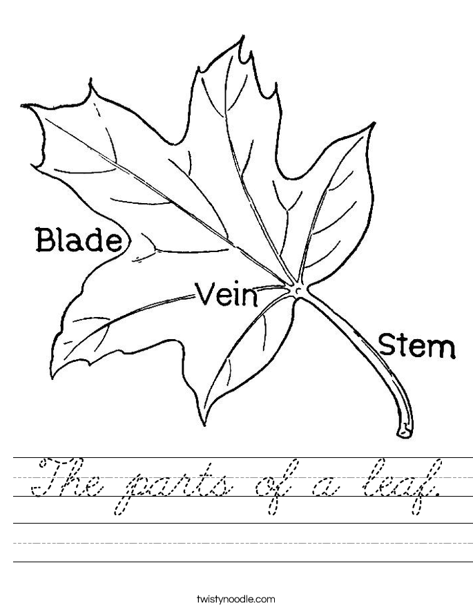 The parts of a leaf. Worksheet