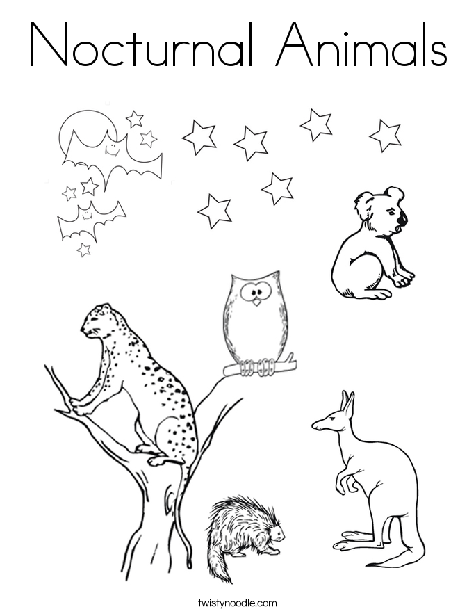 Nocturnal Animals Coloring Page