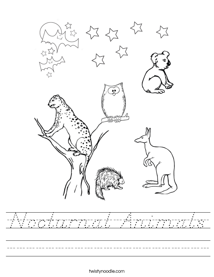 Nocturnal Animals Worksheet