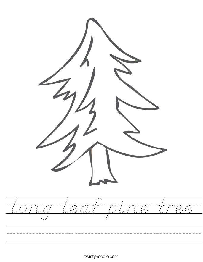 long leaf pine tree Worksheet