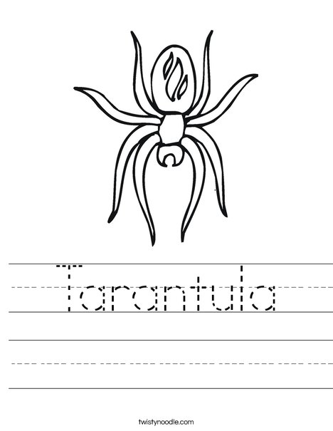 Spider with Markings Worksheet