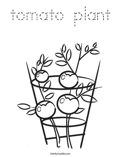 Tomato Plant Coloring Page