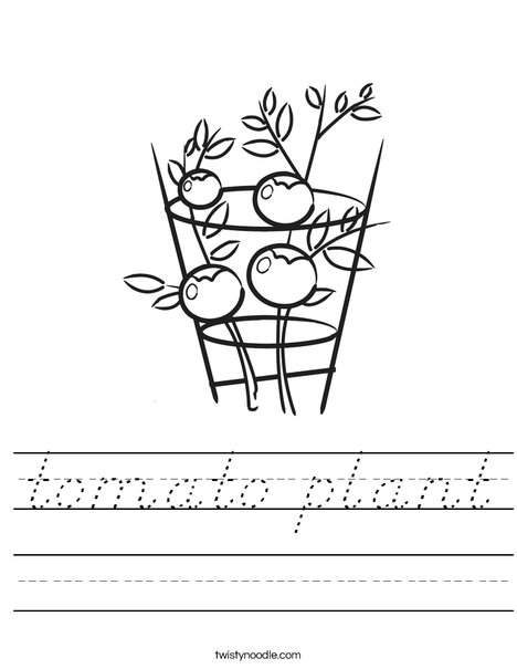 Tomato Plant Worksheet