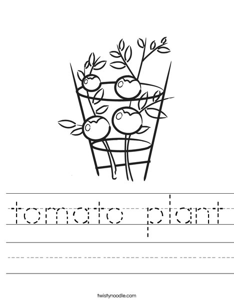 Tomato Plant Worksheet
