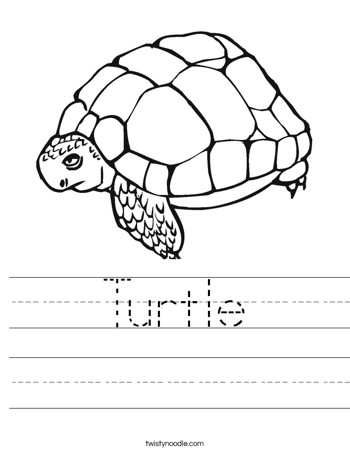 Turtle Worksheet