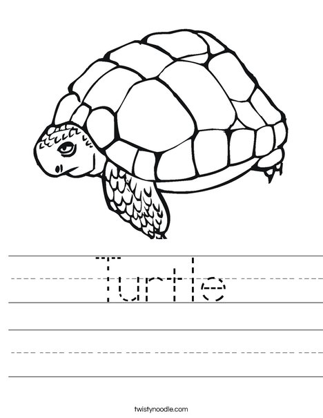 Tortoise Worksheet